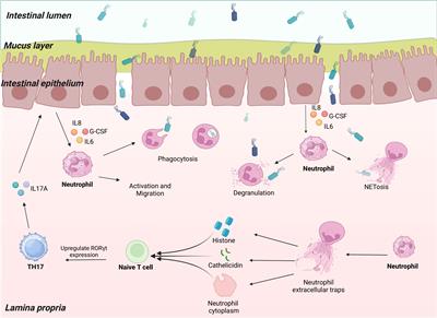 Interactions between neutrophils and T-helper 17 cells